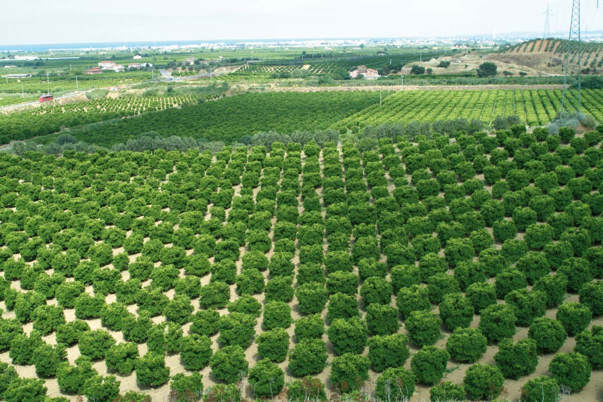 A Macfrut la Distilleria F.lli Caffo con il Consorzio Igp Clementine di Calabria