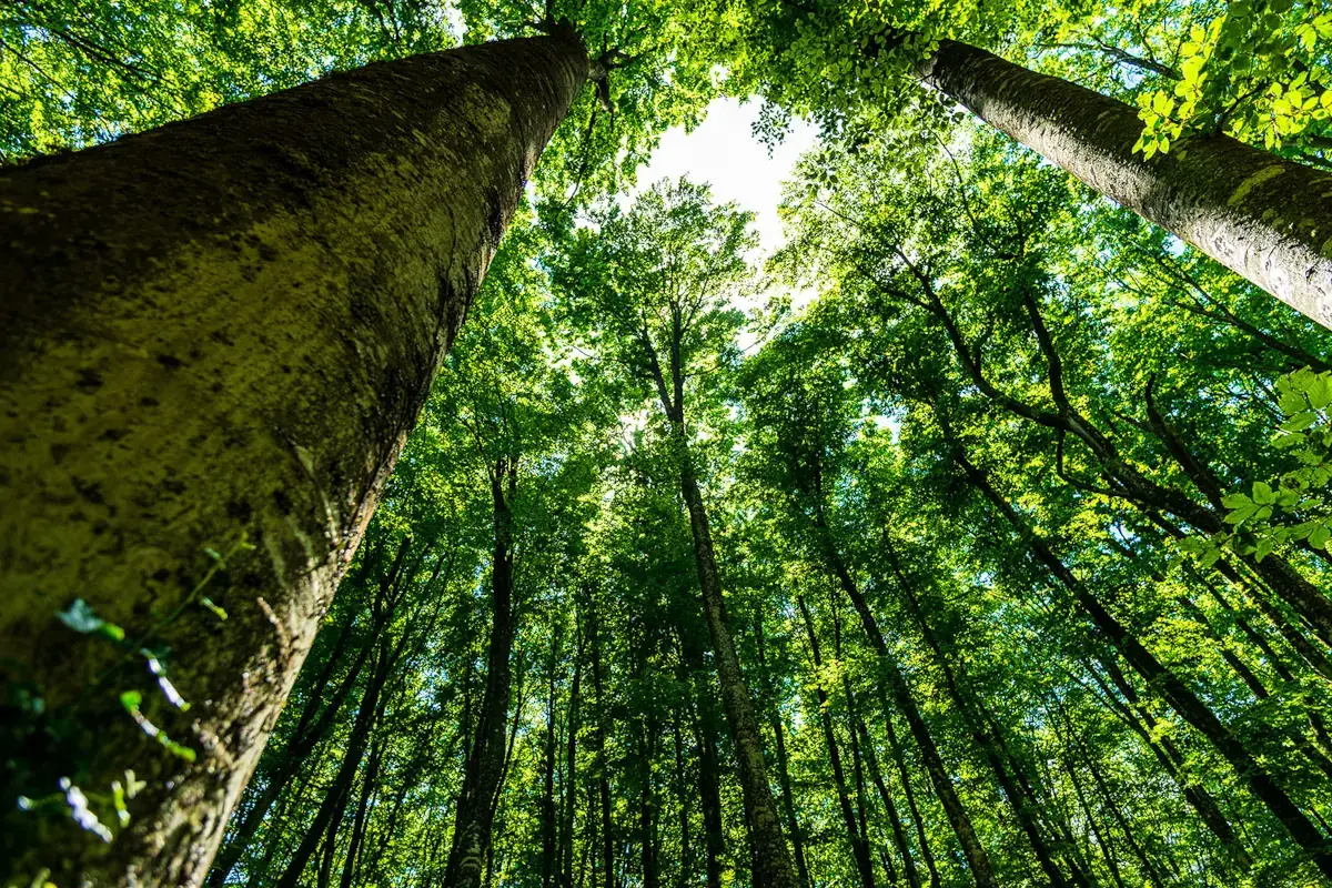 La richezza delle pinete della Calcidica&nbsp; Mare turchese, miele, polpi e Dolmadaki, ecco la Grecia del nord che non ti aspetti
