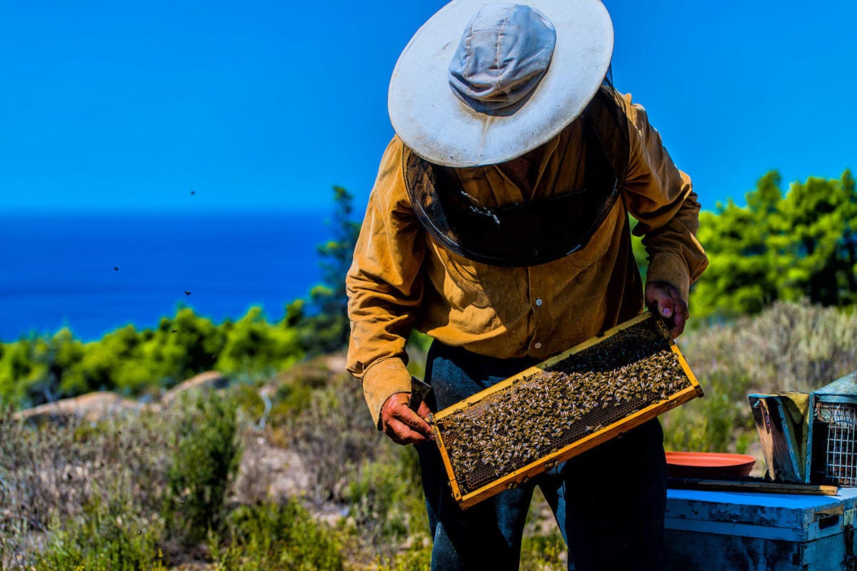 Il miele presidio Slow food in Calcidica Mare turchese, miele, polpi e Dolmadaki, ecco la Grecia del nord che non ti aspetti