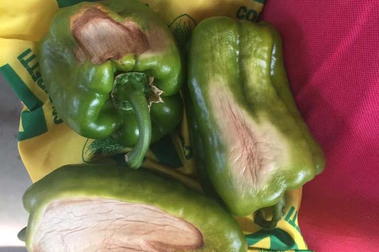 Peperoni bruciati dal sole (Caldo record, in Pianura padana  a rischio il 30% del raccolto)