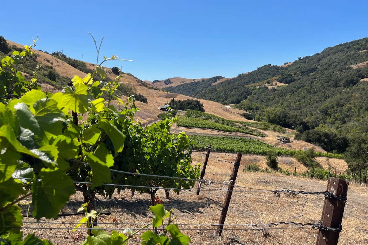 California e vendemmia: viaggio enogastronomico tra le cantine del Golden State
