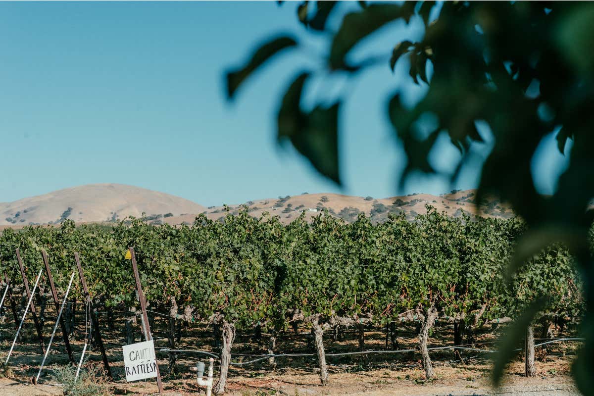 California e vendemmia: viaggio enogastronomico tra le cantine del Golden State