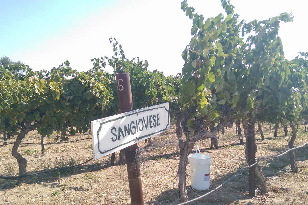 California e vendemmia: viaggio enogastronomico tra le cantine del Golden State