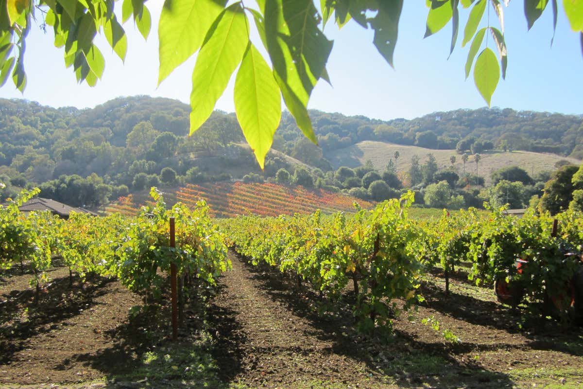 California e vendemmia: viaggio enogastronomico tra le cantine del Golden State