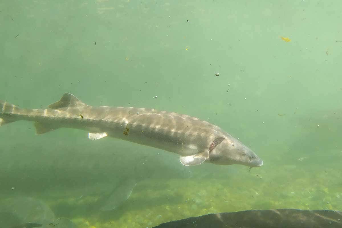 Lo storione allevato da Agroittica Calvisano Un 2020 senza paure per il caviale di Calvisano, che piace anche ai russi