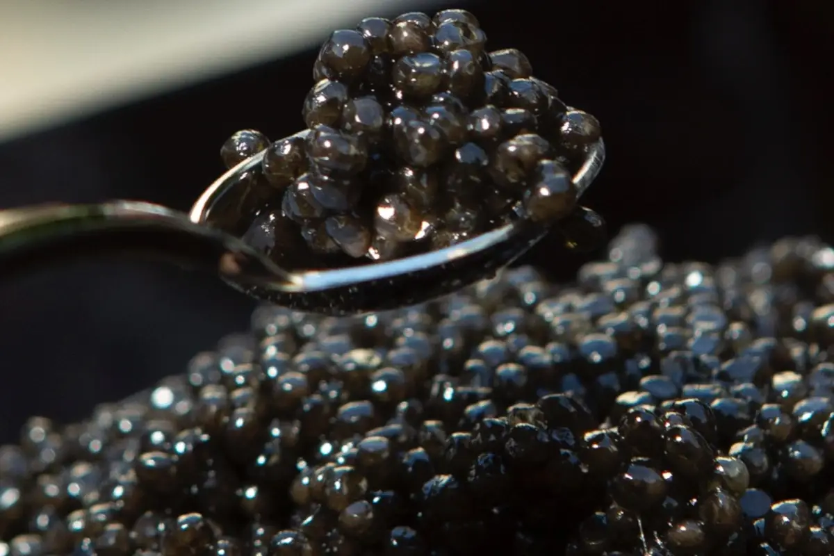 La novit&agrave; di Calvisius Caviar &egrave; Unico: sapore inedito e consistenza strutturata
