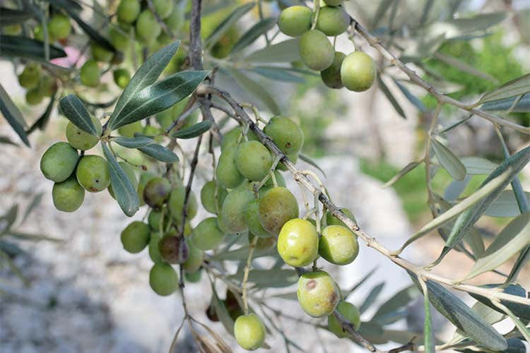 Campania felix Terra di sole, amore e... olio