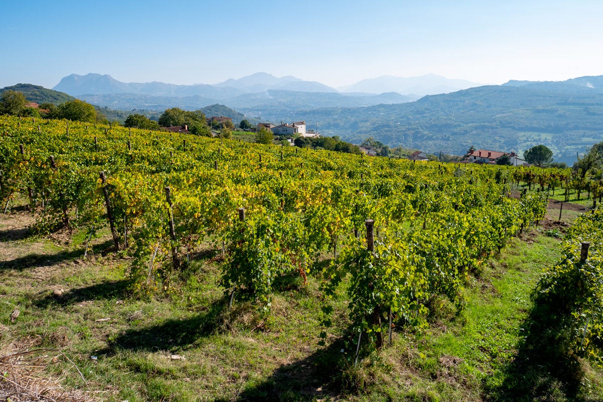 Un vigneto di vino Greco di Tufo in Campania Campania: cresce il mondo del vino ma bisogna investire ancora