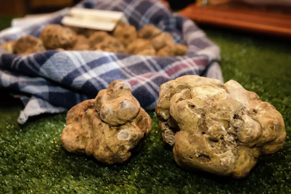 Il Molise esiste ed &egrave; ricco di bont&agrave; La vacanza in camper diventa gourmet. Ecco le migliori proposte