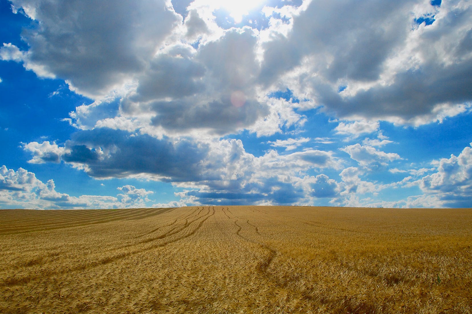 Guerra e siccità colpiscono il grano: -3 milioni di tonnellate in Europa