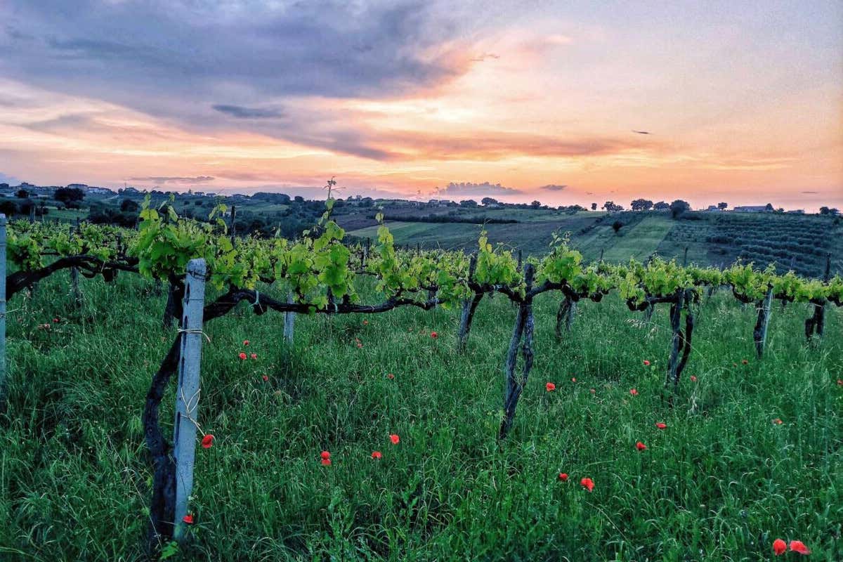 Dieci regioni vinicole (italiane ed estere) da scoprire nel 2024