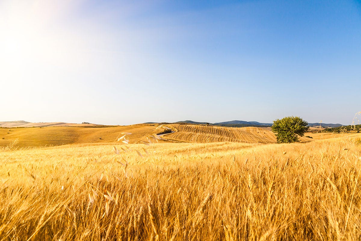 La questione cereali Crisi alimentare (e non solo): raccogliamo ciò che seminiamo