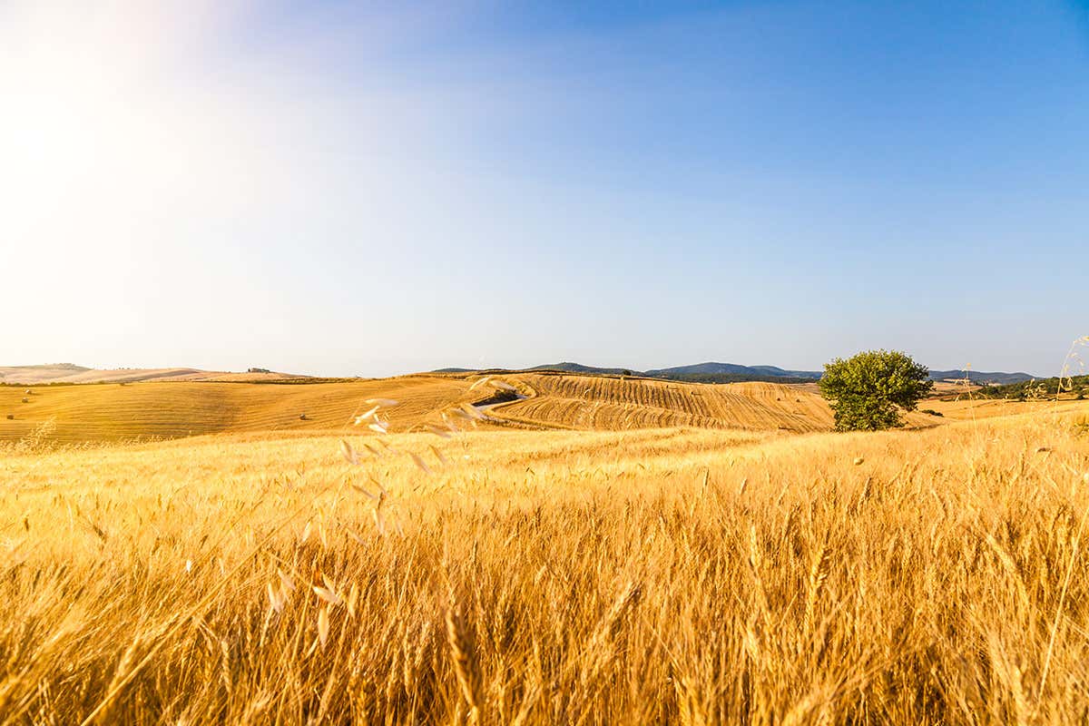 Produzione di grano in Italia: aumentano i terreni per quello tenero