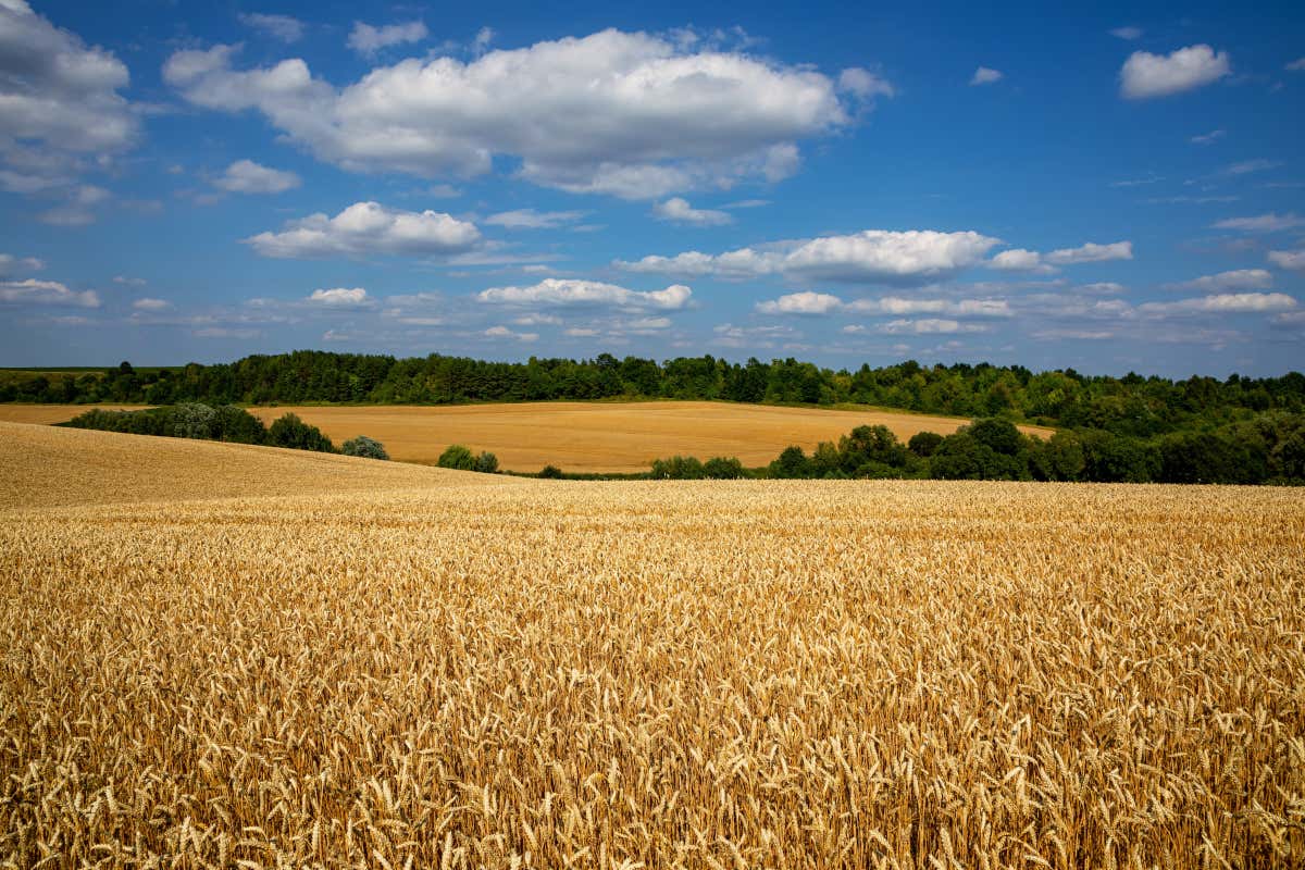 Un viaggio nella filiera del grano: tutto pronto per Molini a Porte aperte 2025 Un viaggio nella filiera del grano: tutto pronto per Molini a Porte aperte 2025