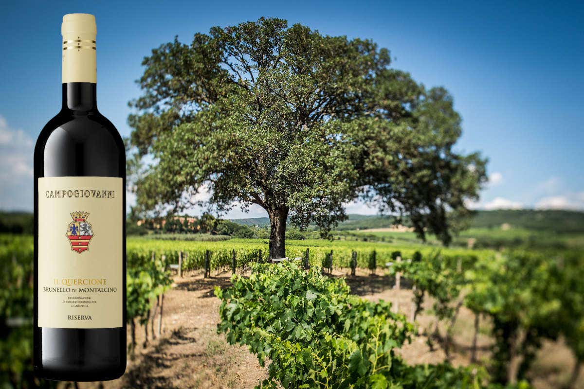 P#327, la particella che ha dato vita al nuovo Brunello di Campogiovanni