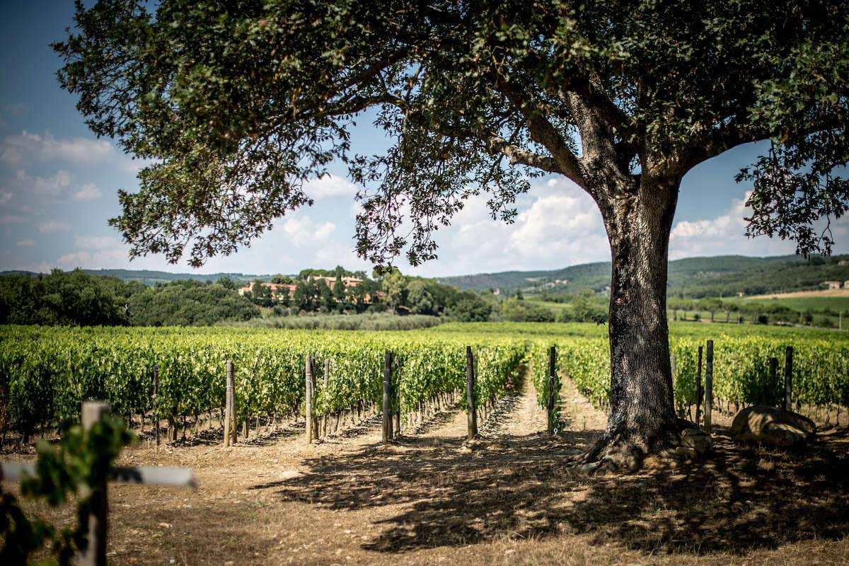 P#327, la particella che ha dato vita al nuovo Brunello di Campogiovanni