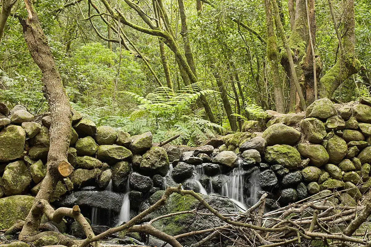 La Gomera - Cedro