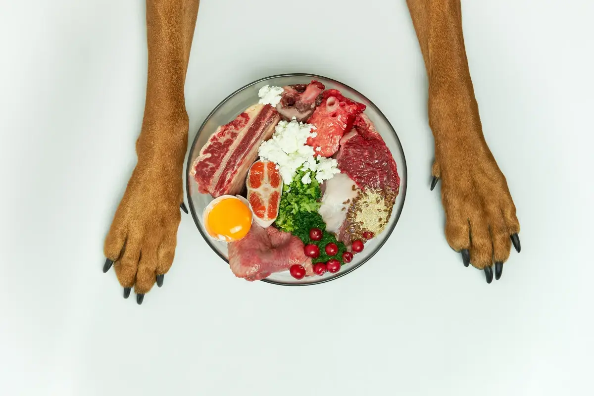 Estate e animali domestici: dieci consigli per la loro dieta