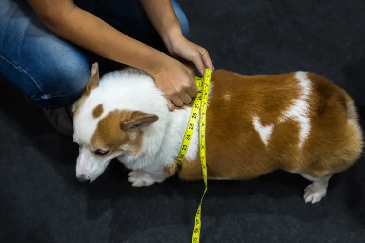 I cani italiani non superano la prova costume, ma i padroni fanno finta di niente