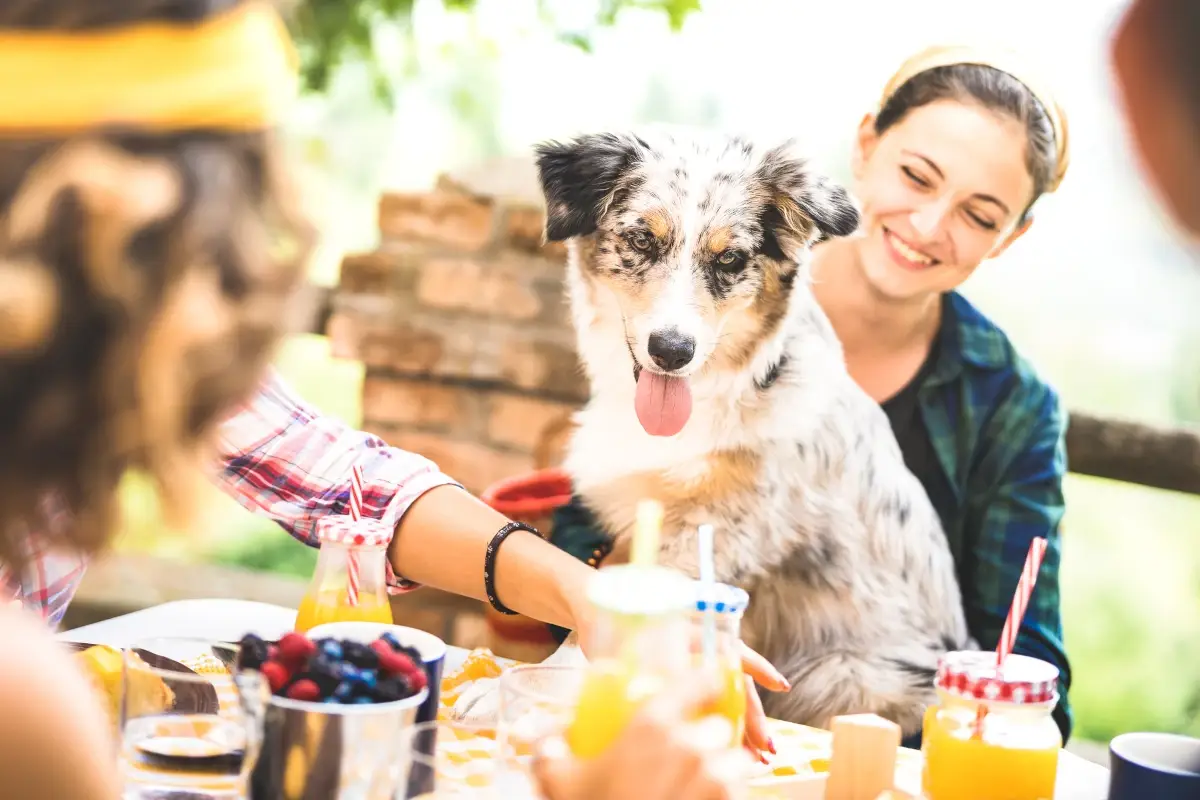 A tavola con Fido: ecco regole e consigli per andare col cane al ristorante