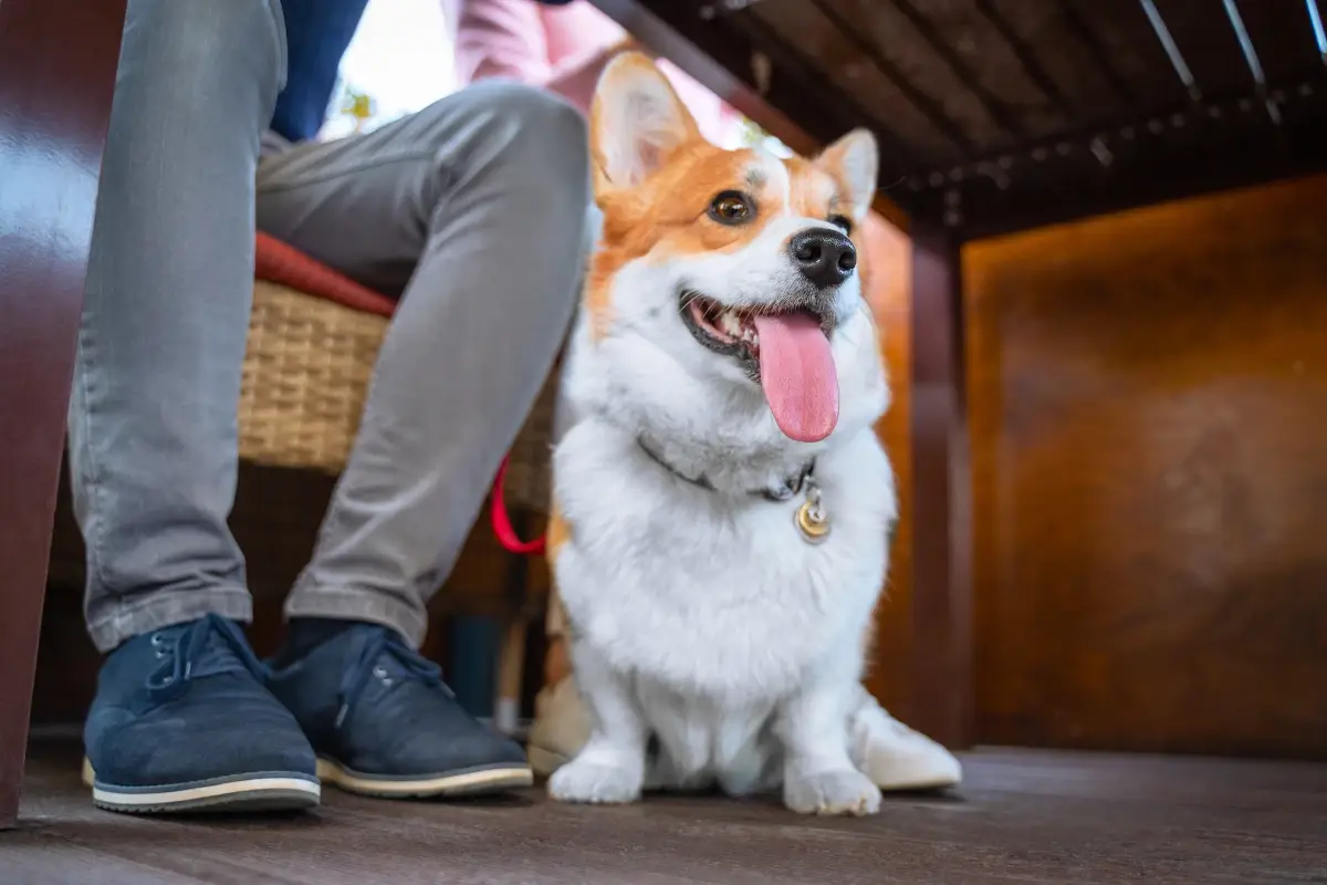 A tavola con Fido: ecco regole e consigli per andare col cane al ristorante