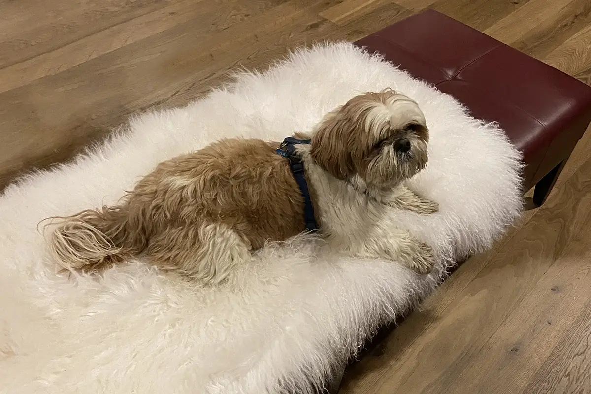 Cane felice al Grand Hotel Savoia Cortina