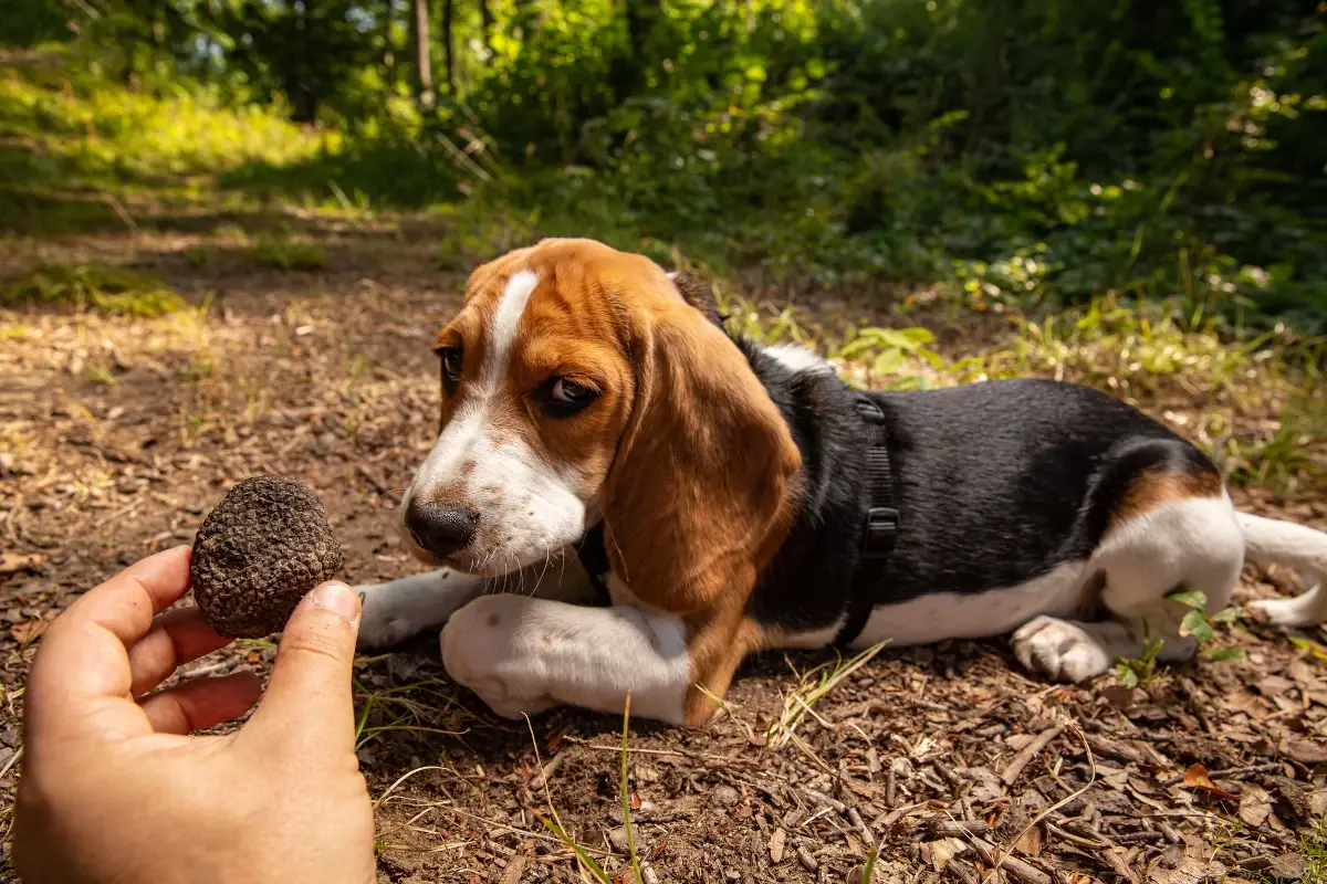 I posti pi&ugrave; insoliti dove trovare un tartufo