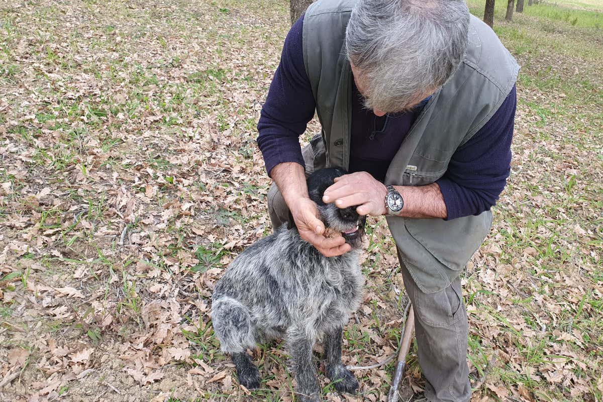 Nuova tartufaia? Ecco i consigli del custode del bosco Silvano Petreti