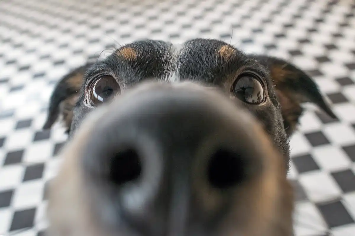 Cani da fiuto anti-Covid? Primi esperimenti molto positivi Cani da fiuto anti-Covid, un aiuto per aeroporti e grandi eventi