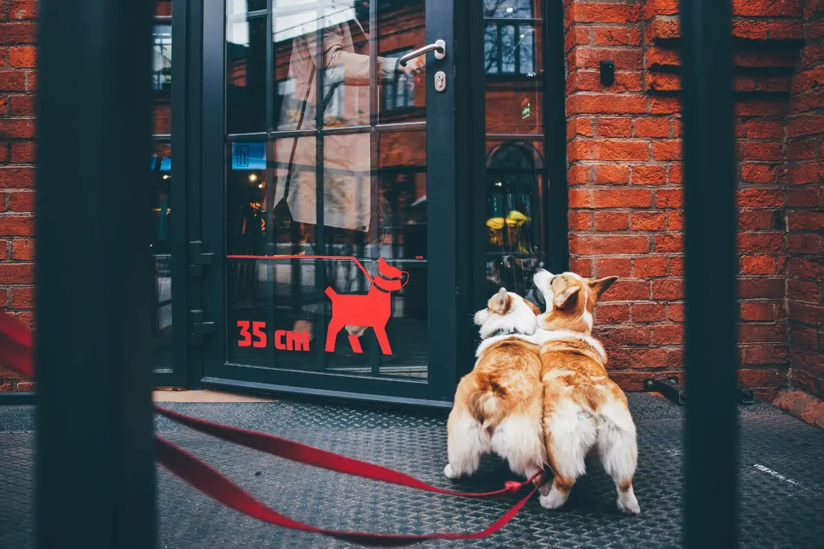 A tavola con Fido: ecco regole e consigli per andare col cane al ristorante