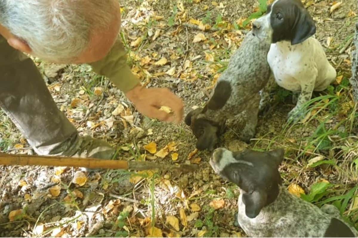 Pino Crestini da Sestino: «vendono cani da tartufo a mio nome, ma i cani non sono miei» Pino Crestini da Sestino: «vendono cani da tartufo a mio nome, ma i cani non sono miei»