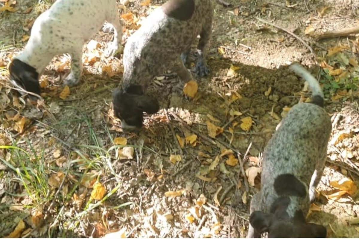 Pino Crestini da Sestino: «vendono cani da tartufo a mio nome, ma i cani non sono miei» Pino Crestini da Sestino: «vendono cani da tartufo a mio nome, ma i cani non sono miei»