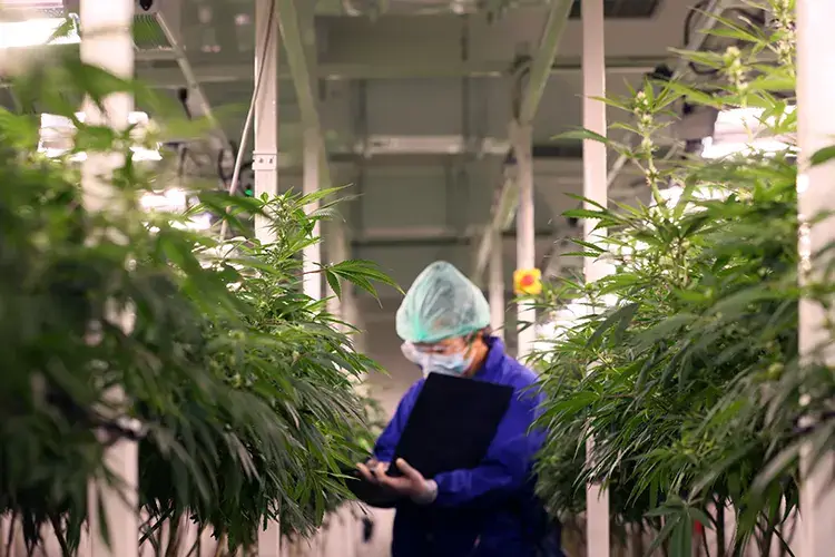 Cannabis e Covid La Cannabis per prevenire il Covid? C'&egrave; uno studio, ma solo di laboratorio