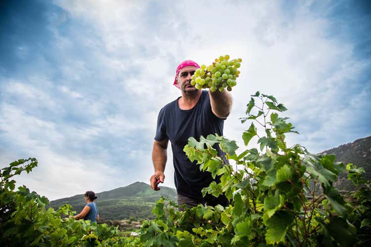Tempo di vendemmia - Pantelleria, i vini di Cantina Basilenascono sul mare, vista Africa