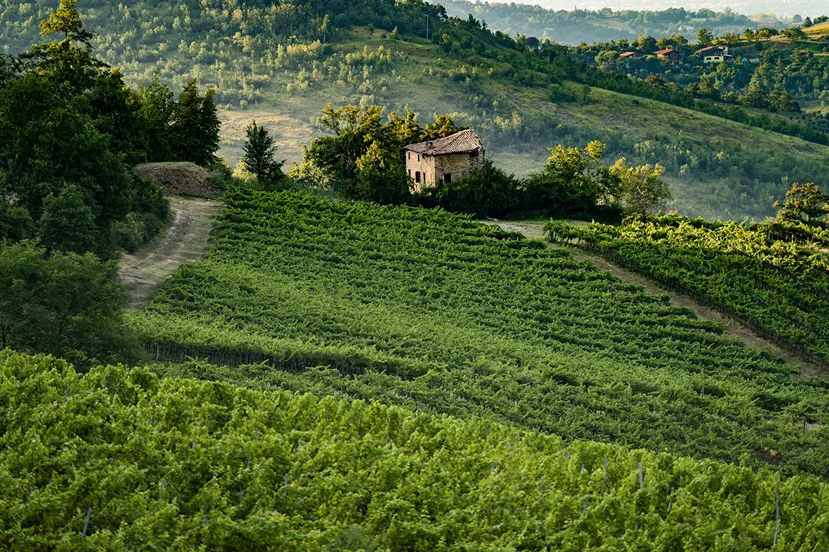 Ricco` della Volta Lambrusco, Chardonnay e Pinot nero: le bollicine di Cantina della Volta