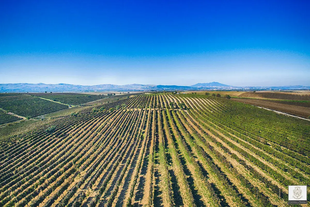 I vigneti di cantina venosa Costo del vino alle stelle, ma la cantine assicurano: Tuteleremo i consumatori