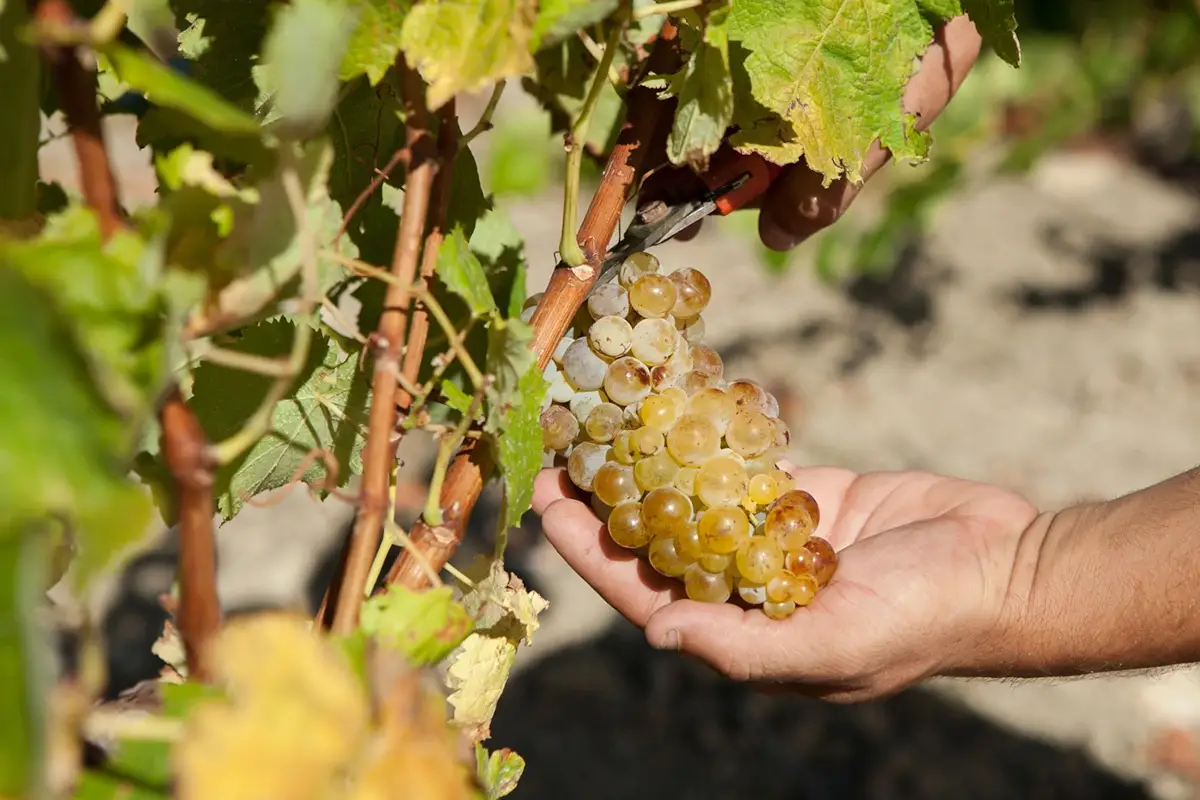Uve che sanno di mare Il cuore della Sicilia nei vini di Cantine Fazio