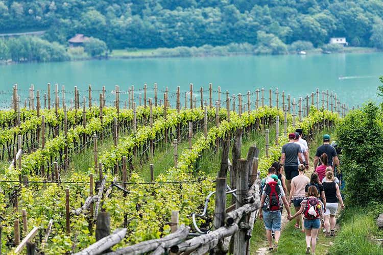 A spasso tra i vigneti con la bella stagione - Cantina Kaltern fiduciosa Video emozionale e fitto calendario A spasso tra i vigneti con la bella stagione - Cantina Kaltern fiduciosa Video emozionale e fitto calendario