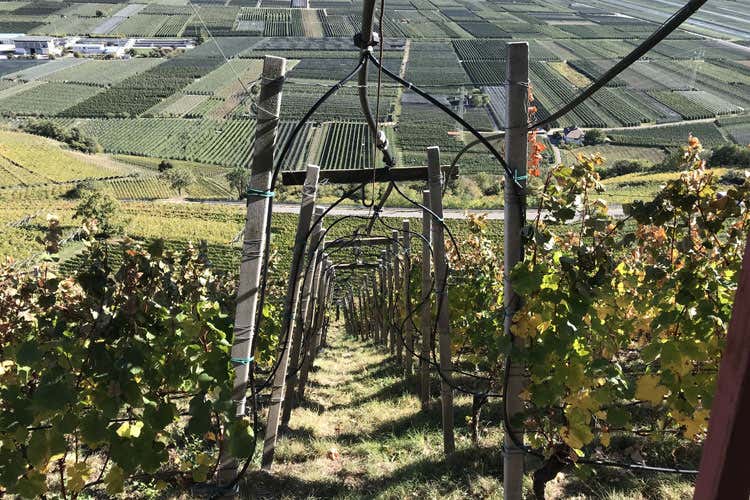 (Cantina Kurtatsch Ad ogni zona il vino giusto)