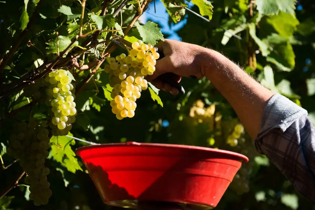 I vigneti di Cantina di Toblino&nbsp; Riserva Trentodoc Vent, l'ultimo gioiello di Cantina di Toblino