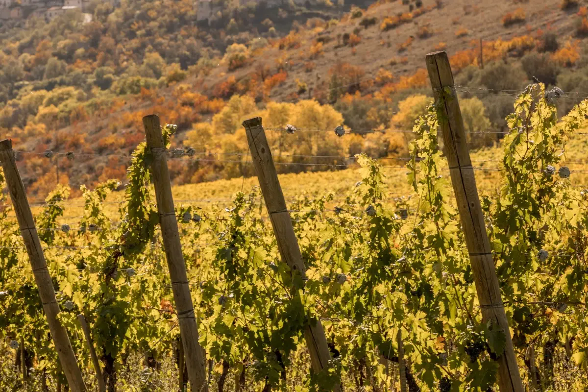 Valle Reale, una cantina tra i parchi d&rsquo;Abruzzo