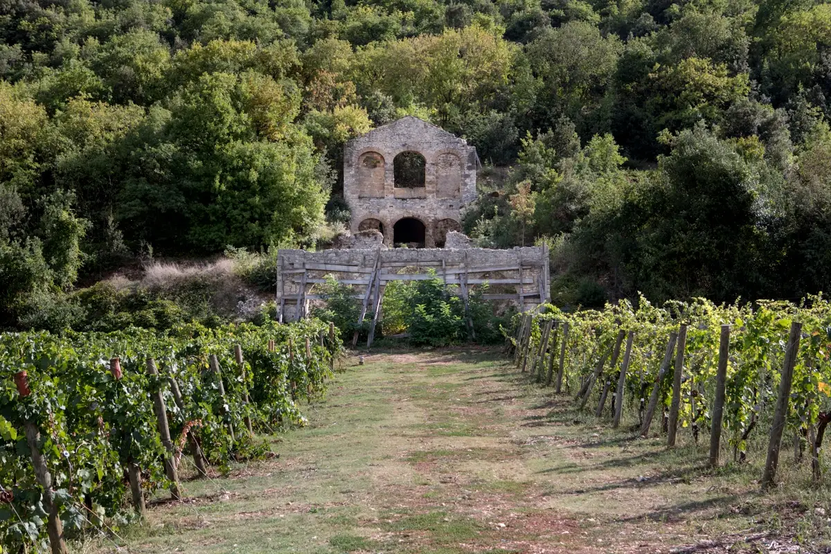 Un vigneto della Cantina Valle Reale in Abruzzo Valle Reale, una cantina tra i parchi d&rsquo;Abruzzo