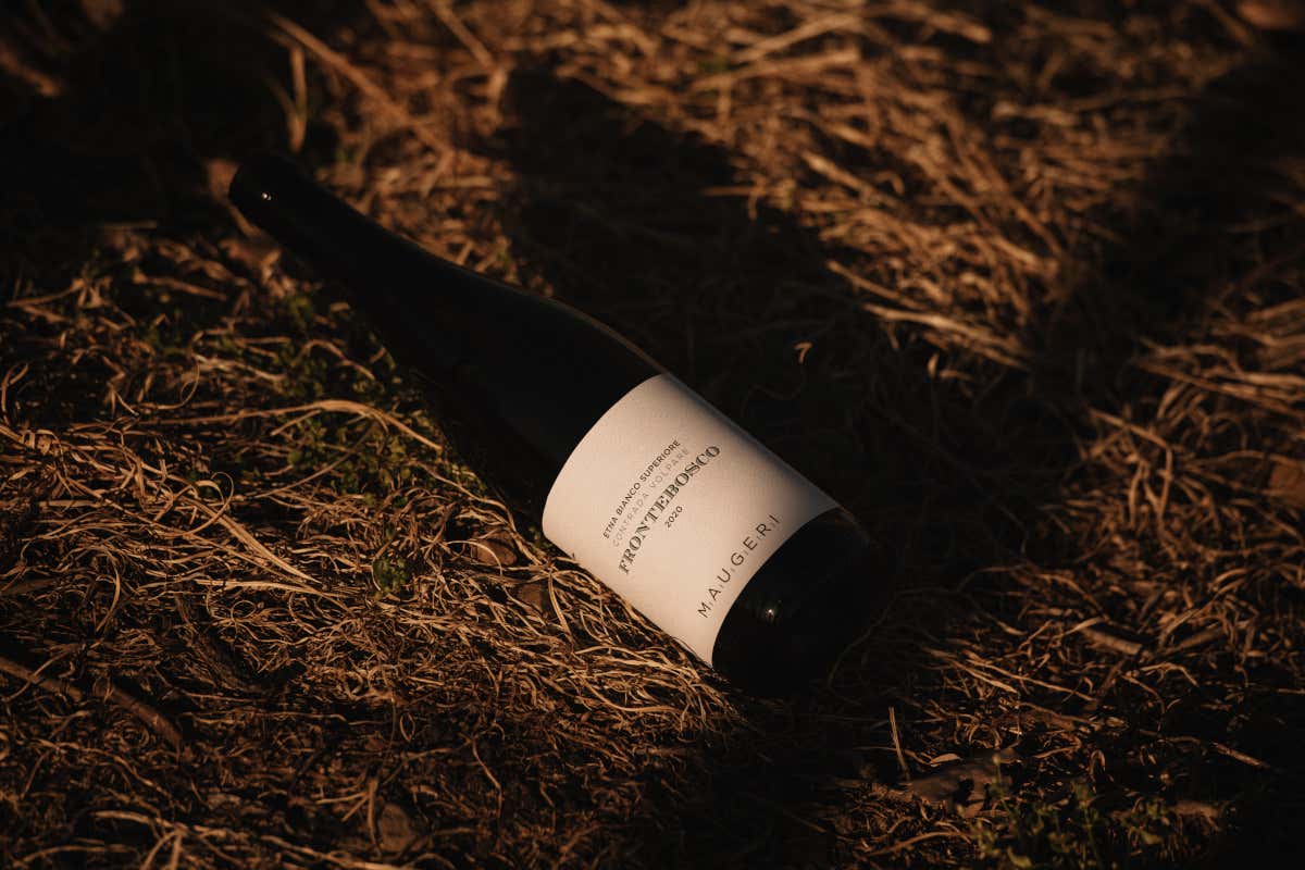 Milo e il regno del Carricante: Cantina Maugeri, il bianchismo etneo che conquista il mondo Milo e il regno del Carricante: Cantina Maugeri, il bianchismo etneo che conquista il mondo