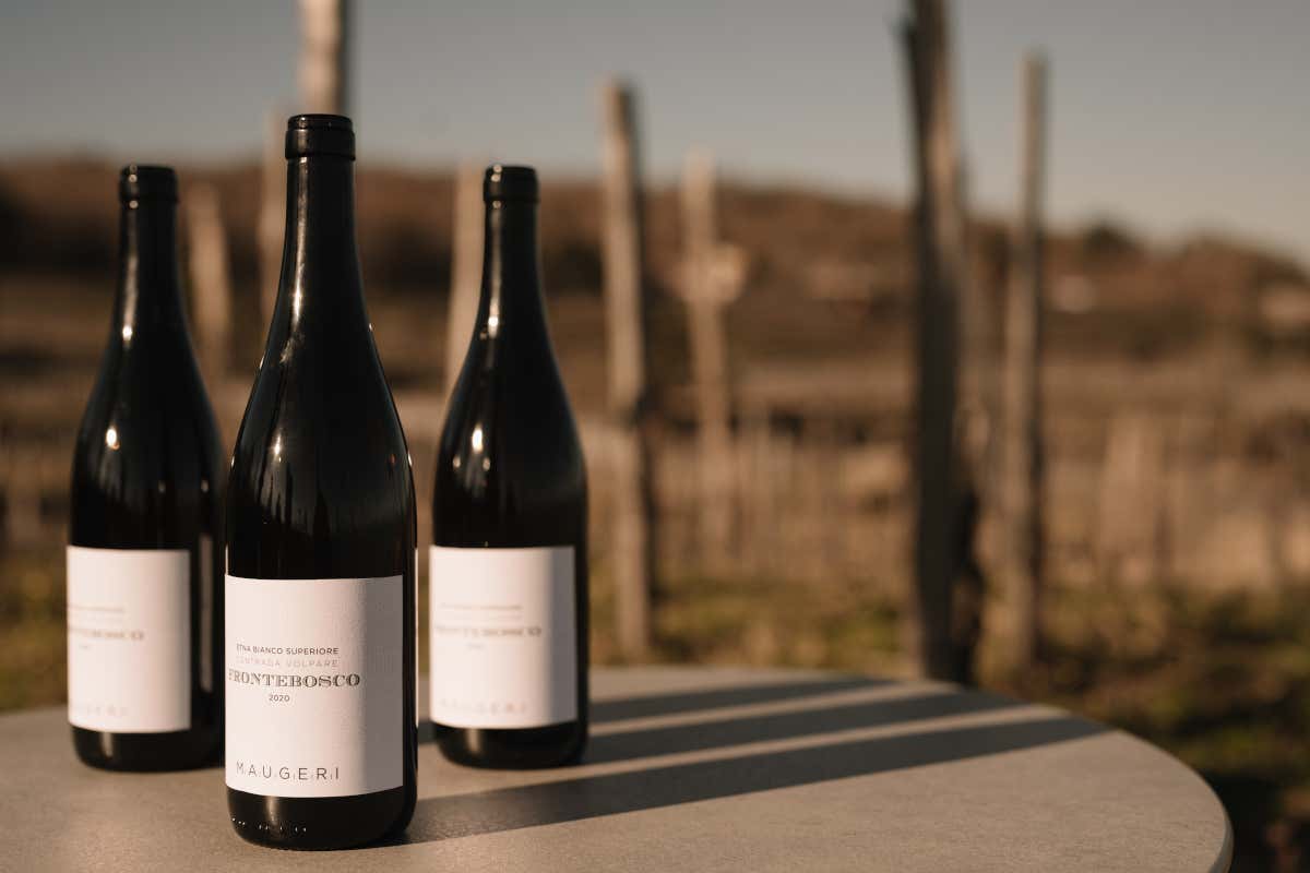 Milo e il regno del Carricante: Cantina Maugeri, il bianchismo etneo che conquista il mondo Milo e il regno del Carricante: Cantina Maugeri, il bianchismo etneo che conquista il mondo