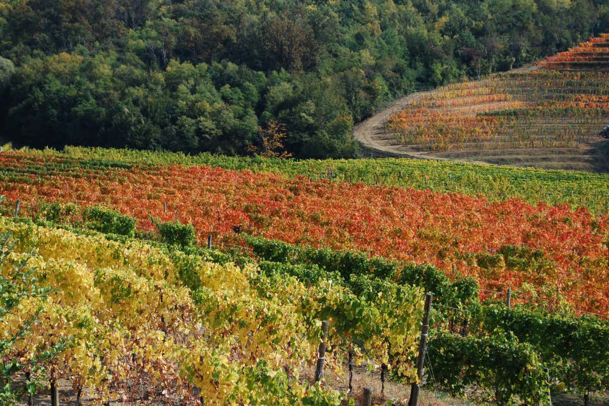 Buttrio, cantina Petrucco: dalla nascita casuale alla crescita