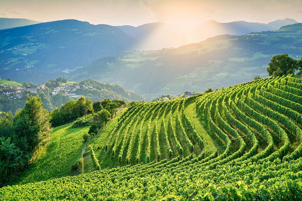 I vigneti di Cantina Valle Isarco