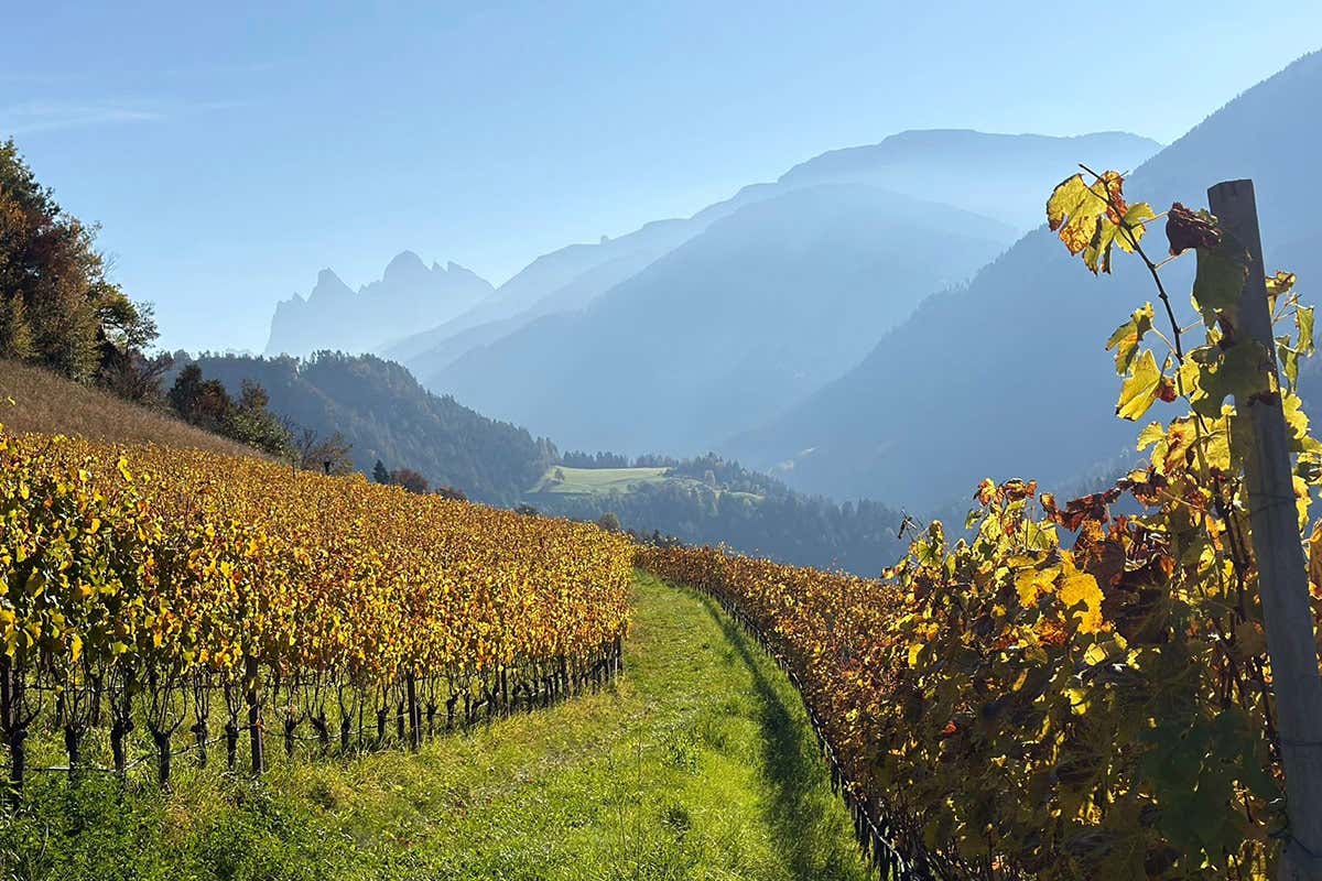 I vigneti di Cantina Valle Isarco