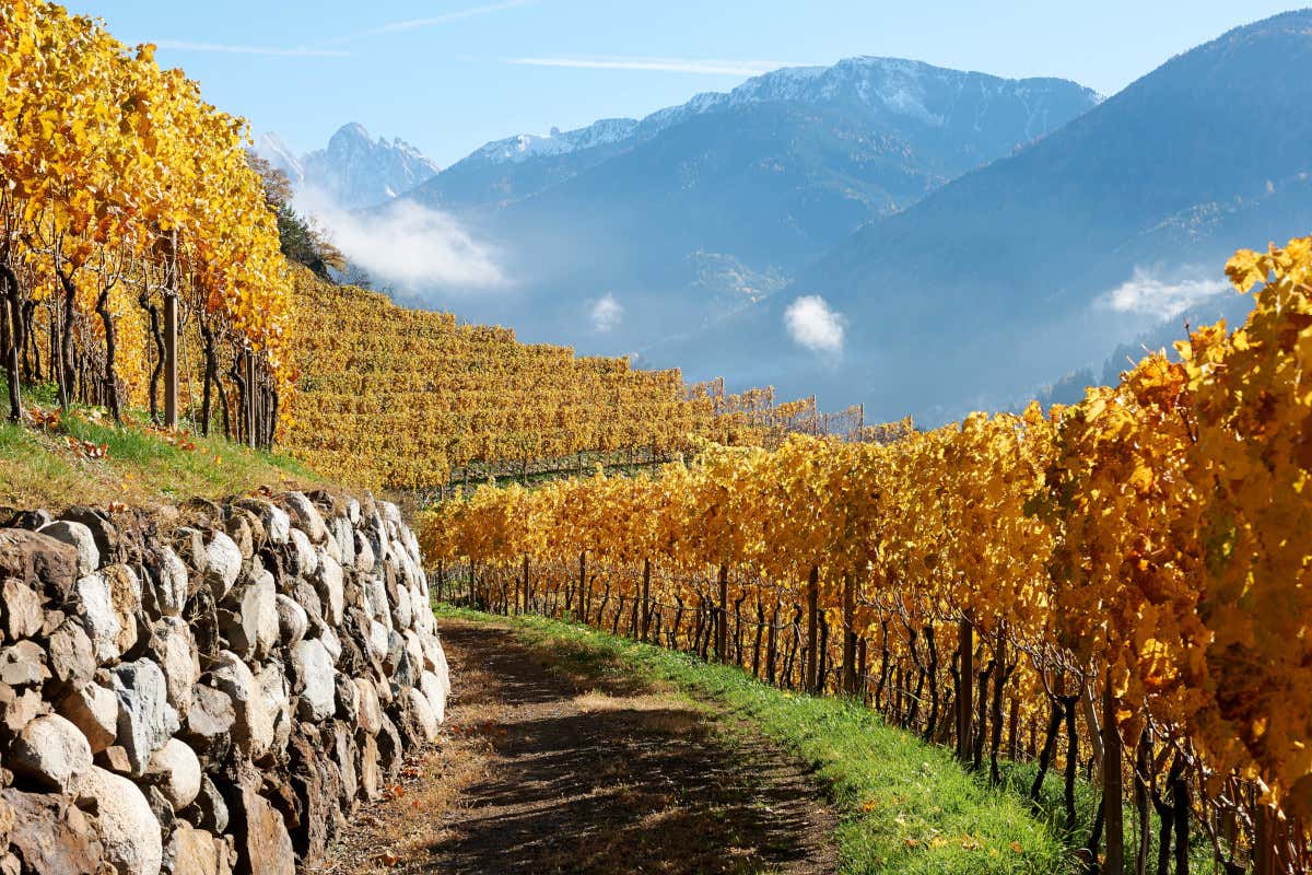 Cantina Valle Isarco, dove il vino (bianco) incontra la montagna Cantina Valle Isarco, dove il vino (bianco) incontra la montagna