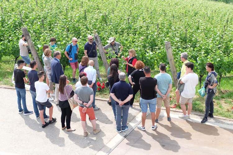 (Cantine aperte nel weekend In Trentino aderiscono in 17) (Cantine aperte nel weekend In Trentino aderiscono in 17)