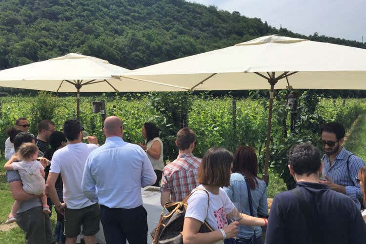 (Cantine aperte nel weekend In Trentino aderiscono in 17) (Cantine aperte nel weekend In Trentino aderiscono in 17)